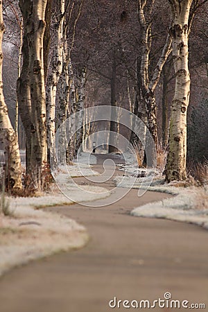 Road with trees