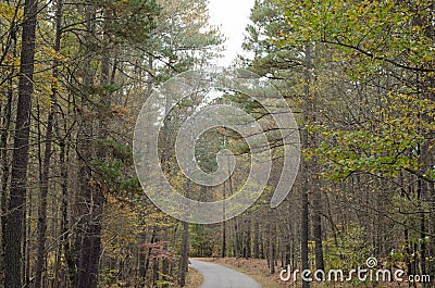 Road with trees both side Stock Photo