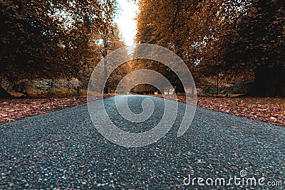 The road between trees in the fall season leads to the National Trust Abbey, Autunm in UK Stock Photo