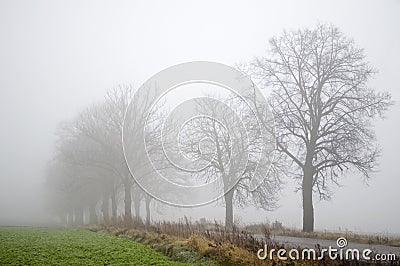 Road, trees and fog Stock Photo