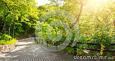 Road with trees on the side in summertime in park in Kyoto Stock Photo