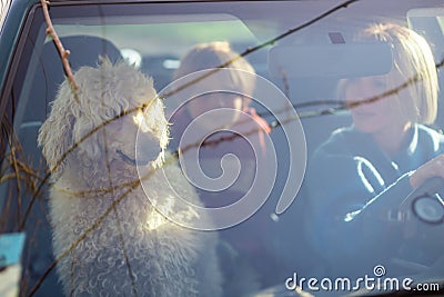 Road trip with a dog. A woman is driving a car and a large dog, a royal poodle, is in the passenger seat. View from behind the Stock Photo
