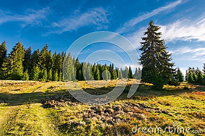 Road uphill into the spruce forest Stock Photo