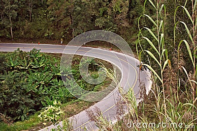 Road Way Asphalt Left Turn Forest Landscape Stock Photo