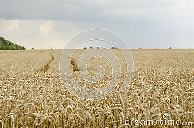 Road through a wheat field, ripened wheat Stock Photo