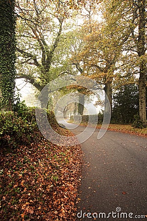 Road winding through foggy Autumn forest Stock Photo