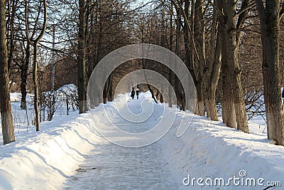 Road in winter forest Stock Photo