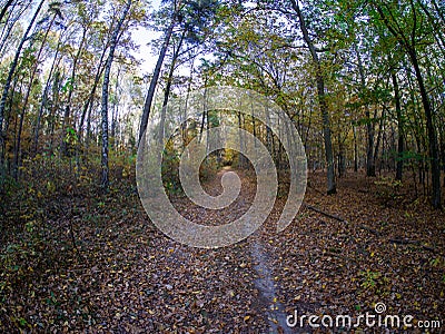 Road in woods while spring to autumn transition with beautiful orange and red tones Stock Photo