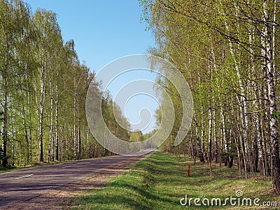 Road among young birches. spring young greens Stock Photo