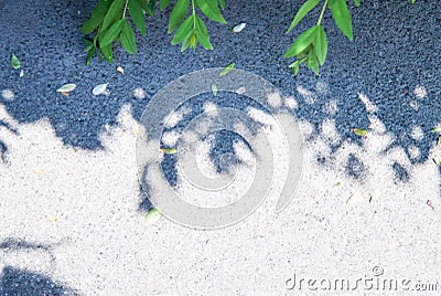 Sun casting the shadow of a tree on asphalt. Stock Photo