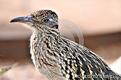 Roadrunner Desert Botanical Garden Phoenix, Arizona, United States Stock Photo