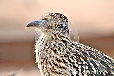 Roadrunner Desert Botanical Garden Phoenix, Arizona, United States Stock Photo