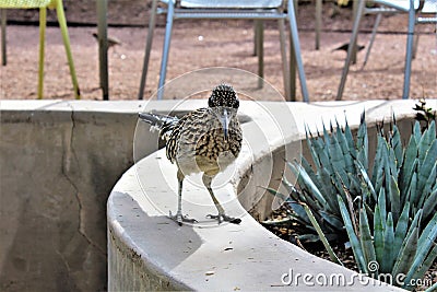 Roadrunner Desert Botanical Garden Phoenix, Arizona, United States Stock Photo