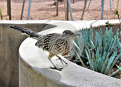 Roadrunner Desert Botanical Garden Phoenix, Arizona, United States Stock Photo