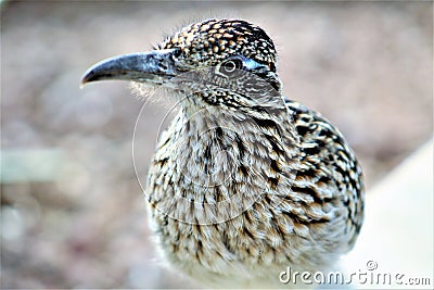 Roadrunner Desert Botanical Garden Phoenix, Arizona, United States Stock Photo