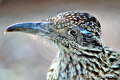 Roadrunner Desert Botanical Garden Phoenix, Arizona, United States Stock Photo