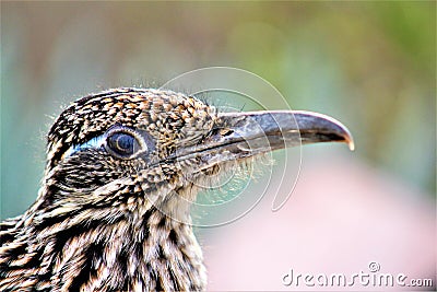 Roadrunner Desert Botanical Garden Phoenix, Arizona, United States Stock Photo