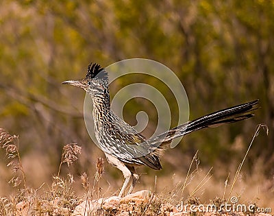 Roadrunner hunting at dusk Stock Photo