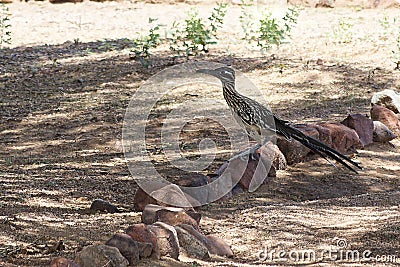 Roadrunner Stock Photo