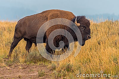 Roadside Bison Yellowstone National Park Stock Photo