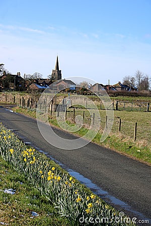 Roadside daffodils, road village church Pilling Stock Photo