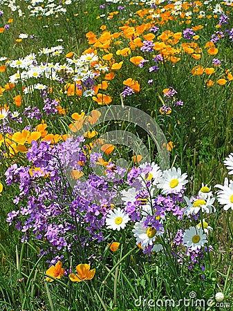 Roadside Wildflowers 2 Stock Photo