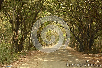 Roadways in the dense forest of Aarey Colony Stock Photo