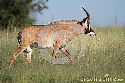 Roan antelope Stock Photo