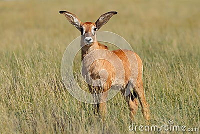 A small roan antelope calf in open grassland, Mokala National Park, South Africa Stock Photo