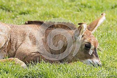 Roan antelope (Hippotragus equinus) Stock Photo