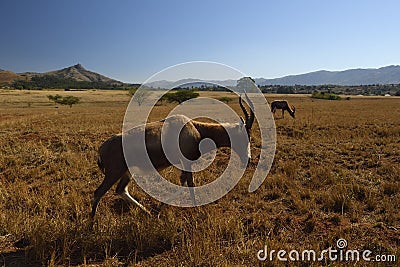 Roan antelope Hippotragus equinus at the Mlilwane Wildlife Sanctuary in Swaziland Stock Photo