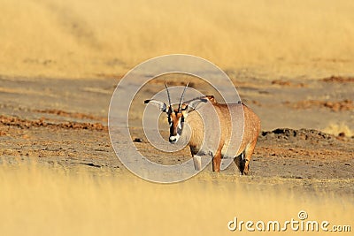 Roan antelope, Hippotragus equinus, in nature habitat. animal with antlers, hot summer day in grass meadow. Wildlife in Africa. Stock Photo