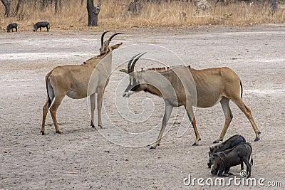 Roan antelope, Hippotragus equinus, Portrait,close up. Stock Photo