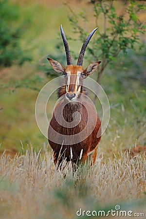 Roan antelope, Hippotragus equinus, savanna antelope found in West, Central, East and Southern Africa. Detail portrait of African Stock Photo