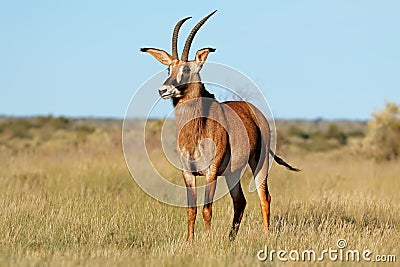 Roan antelope in natural habitat Stock Photo