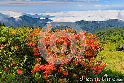 Roan Mountain Highlands Endless Views Stock Photo
