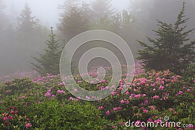Roan Mountain State Park TN in Fog Stock Photo