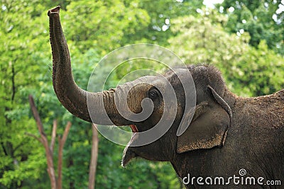 Roaring asian elephant Stock Photo