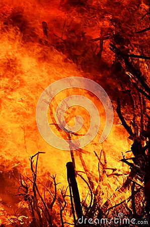 Roaring flames of out control wildfire at night time Stock Photo