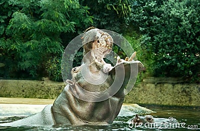 hippopotamus roaring at the pool Stock Photo