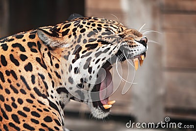 Roaring Jaguar. Wildlife Stock Photo