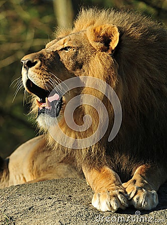 Roaring Lion Stock Photo