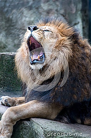 Portrait of a roaring lion Stock Photo