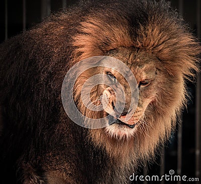 Roaring lion Stock Photo