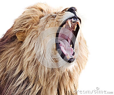 Roaring lion Stock Photo