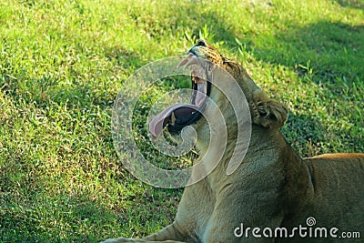 Roaring Lion Stock Photo