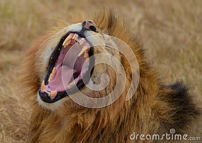 Roaring Lion 2 Stock Photo