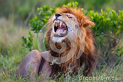 Roaring Lion Ron in Masai Mara Stock Photo