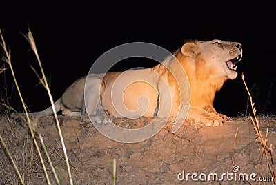 Roaring male lion during night safari-Zambia Stock Photo