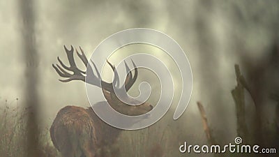 Roaring stag stock video Roaring stag stock video